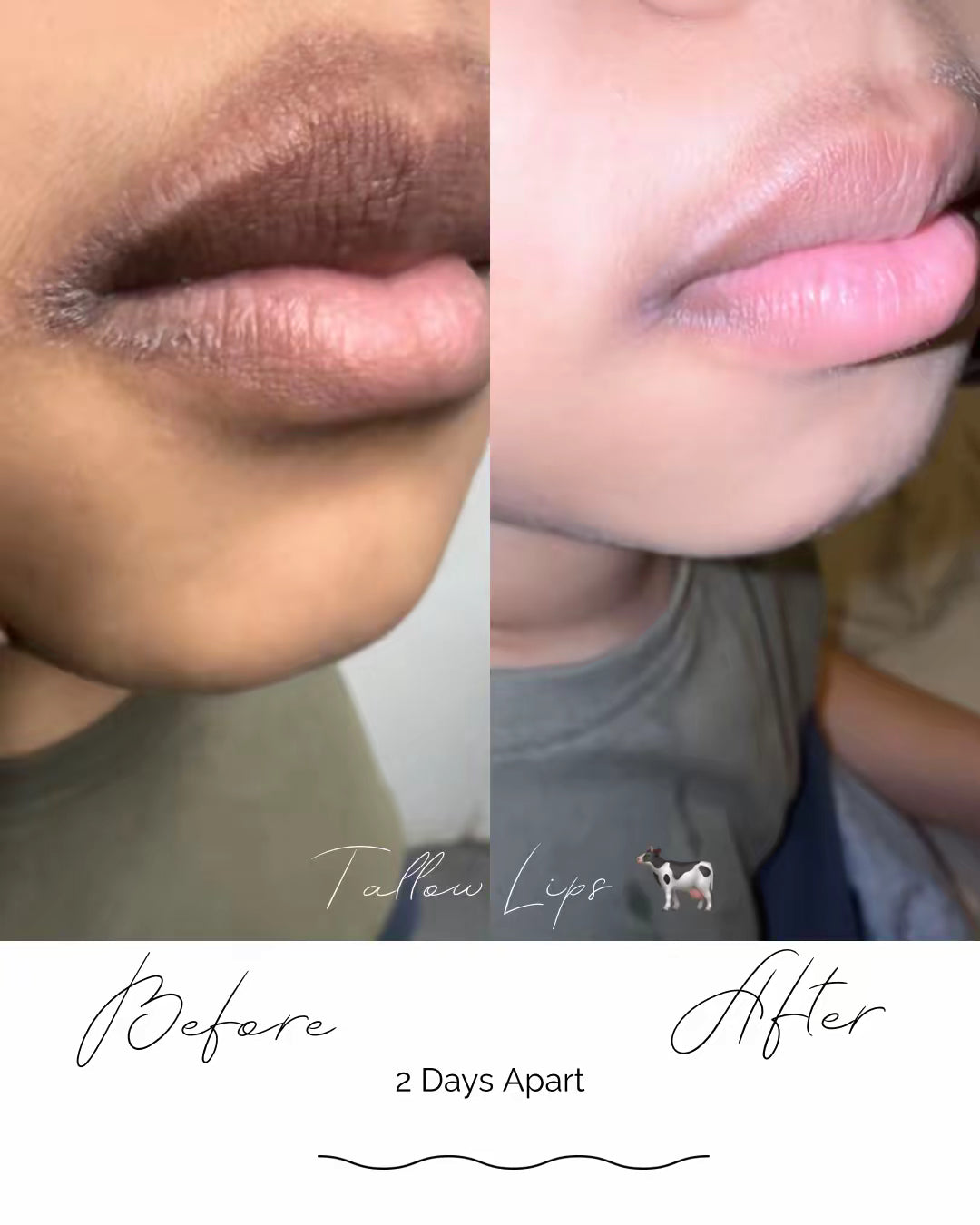 Tallow Lips– Minted Honey Regenerative Lip Balm
